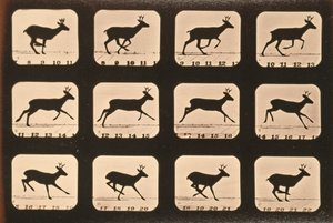 実行中の鹿の画像シーケンス、「Animal Locomotion」シリーズ、1881年 作： Eadweard Muybridge